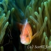 anemonefish_pink_bs_h_0705_png506.jpg